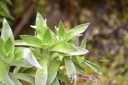 Helichrysum heliotropifolium Velours blanc A steraceae  Endémique La Réunion  6194