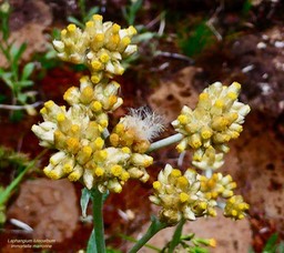 Laphangium luteoalbum.gnaphale blanc jaunâtre.immmortelle marronne.asteraceae.potentiellement envahissannte.