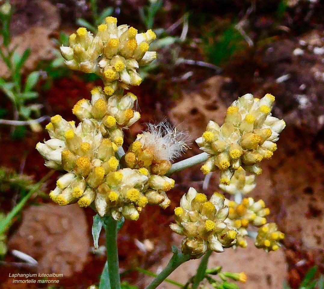 Laphangium luteoalbum.gnaphale blanc jaunâtre.immmortelle marronne.asteraceae.potentiellement envahissannte.
