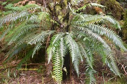 Lomaridium attenuatum Blechnacea e Indigène La Réunion 6191