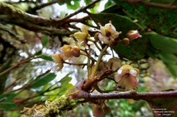 Molinaea alternifolia .tan Georges. sapindaceae.endémique Réunion Maurice.