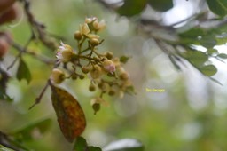 Molinaea alternifolia Tan Georges Sapindace ae Endémique La Réunion, Maurice 6232