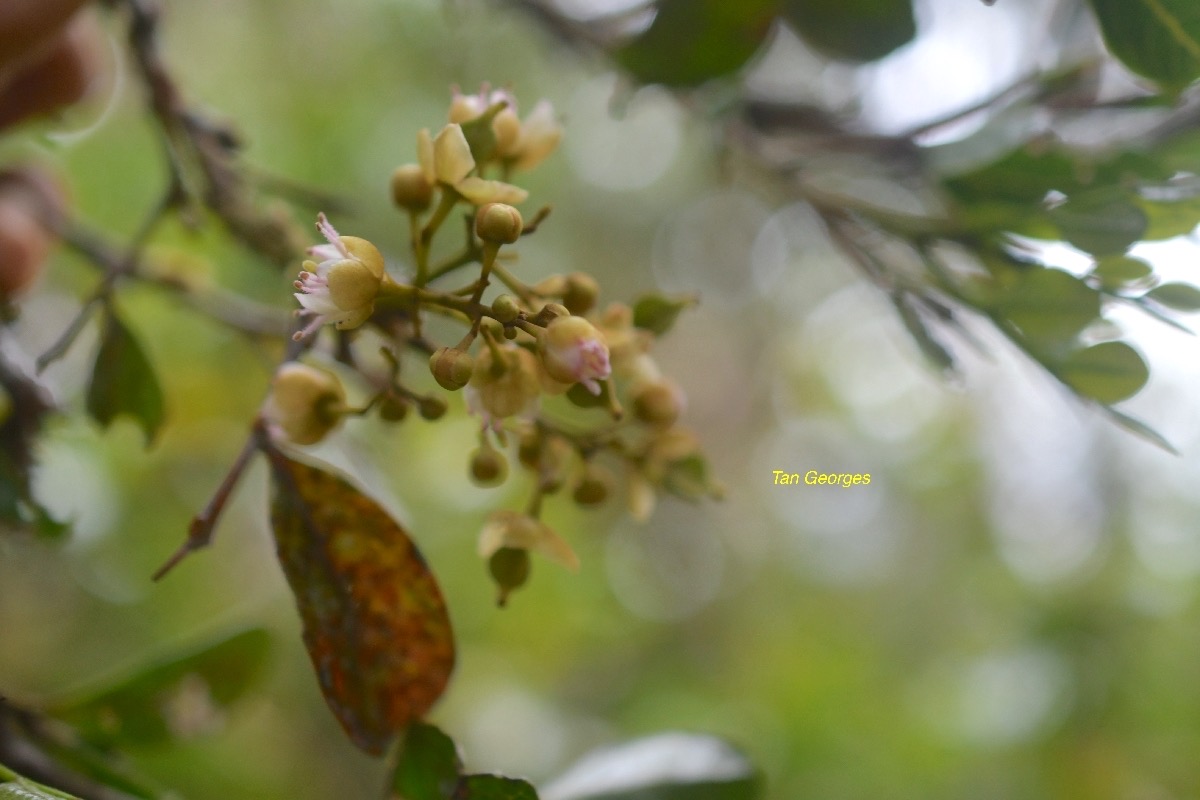 Molinaea alternifolia Tan Georges Sapindace ae Endémique La Réunion, Maurice 6232