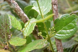 Monimia rotundifolia Mapou Monimiac eae Endémique La Réunion 6202