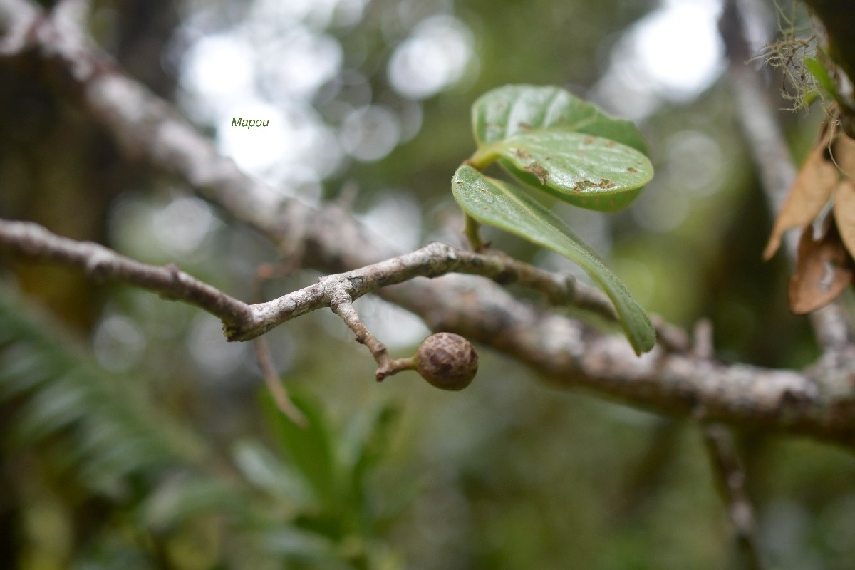 Monimia rotundifolia Mapou Monimiac eae Endémique La Réunion 6201
