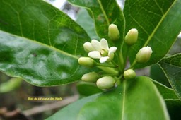 Pittosporum senacia subsp. reticulatum Bois de joli coeu r des hauts Pittosporaceae E ndémique La Réunion 057