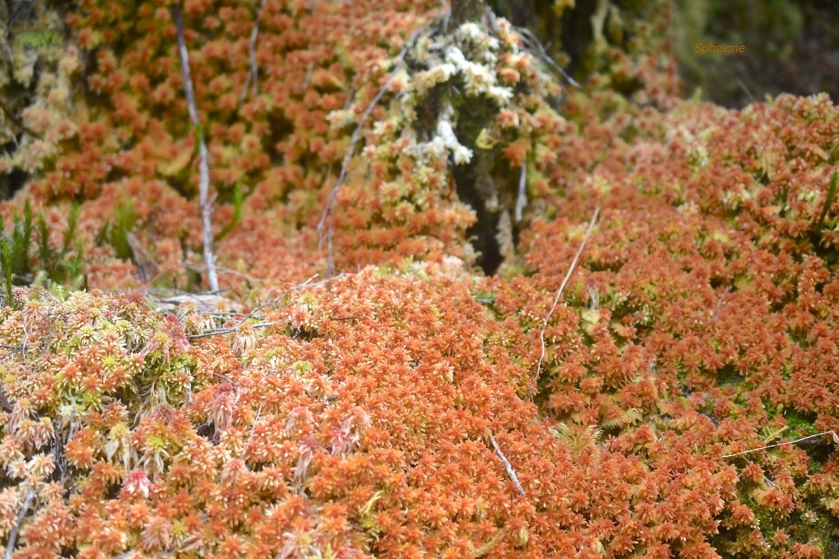 Sphaigne 6188