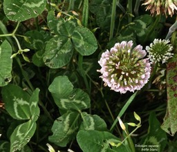 Trifolium repens.trèfle blanc.fabaceae. espèce envahissante.P1001718