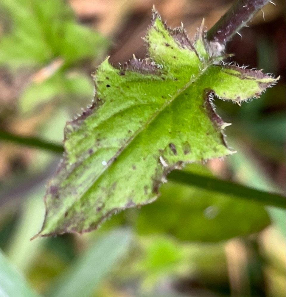 Youngia japonica.lastron bâtard.asteraceae.potentiellement envahissant