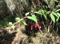 10. Fuchsia magellanica - Ti Zanneau - Fuchsia  - Exotique IMG_2238.JPG