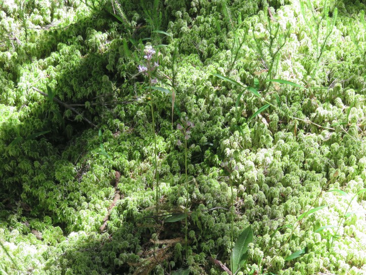 13. Cynorkis ridleyi - Ø - Orchidaceae - indigène Réunion IMG_2240.JPG