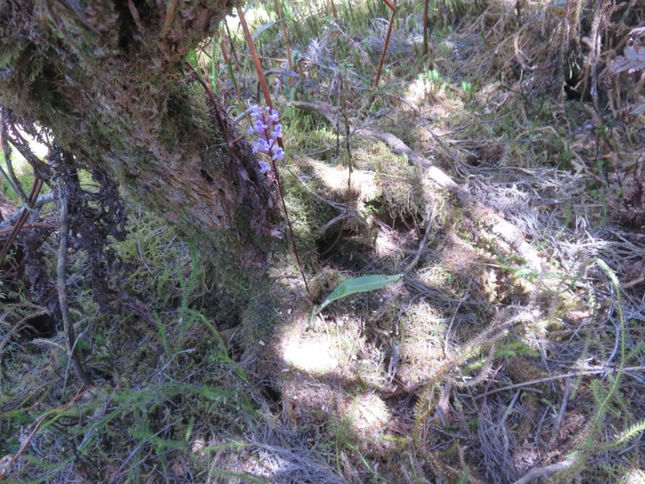 14. Cynorkis squamosa (Poir.) Lindl. - Ø - Orchidaceae - Endémique Réunion et île Maurice