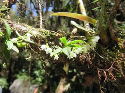 23. Angraecum tenellum -  ø  - orchidaceae IMG_2254.JPG
