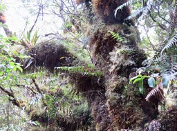 24. Chercher l'alignement des Arnottia (en pourpre) IMG_2257.JPG