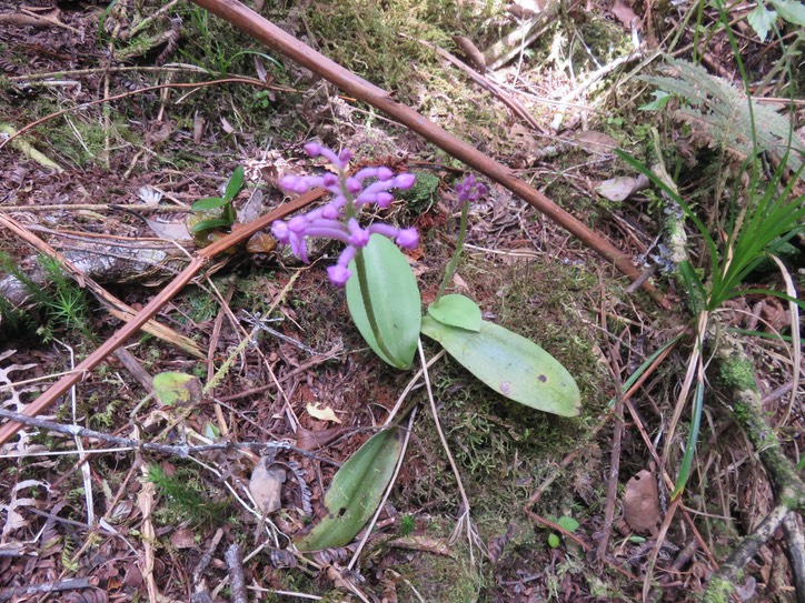 25.  Arnottia mauritiana - - ORCHIDACEAE - Endémique Réunion Maurice  IMG_2258.JPG