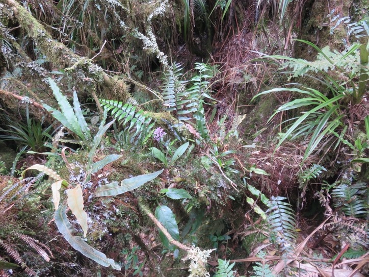 26. Arnottia mauritiana - - ORCHIDACEAE - Endémique Réunion Maurice  IMG_2259.JPG