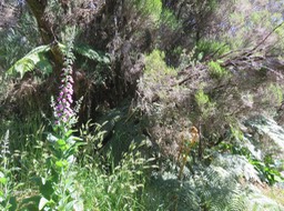3. Beaucoup de Digitales en fleur