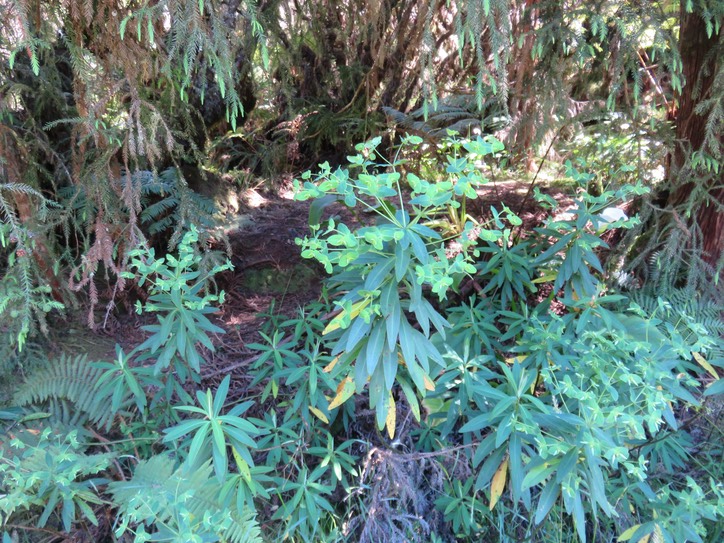 7. Euphorbia borbonica - - Euphorbiaceae -  endémique Réunion  IMG_2234.JPG