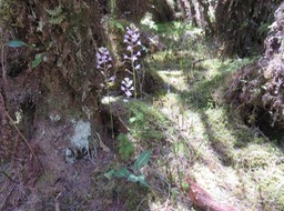 9. Cynorkis ridleyi - Ø - Orchidaceae - indigène Réunion IMG_2236.JPG