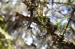 Angraecum tenellum - EPIDENDROIDEAE - Indigène Réunion MB2_4440