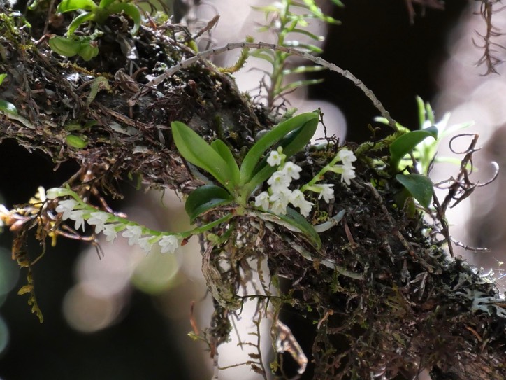 Angraecum Tenellum
