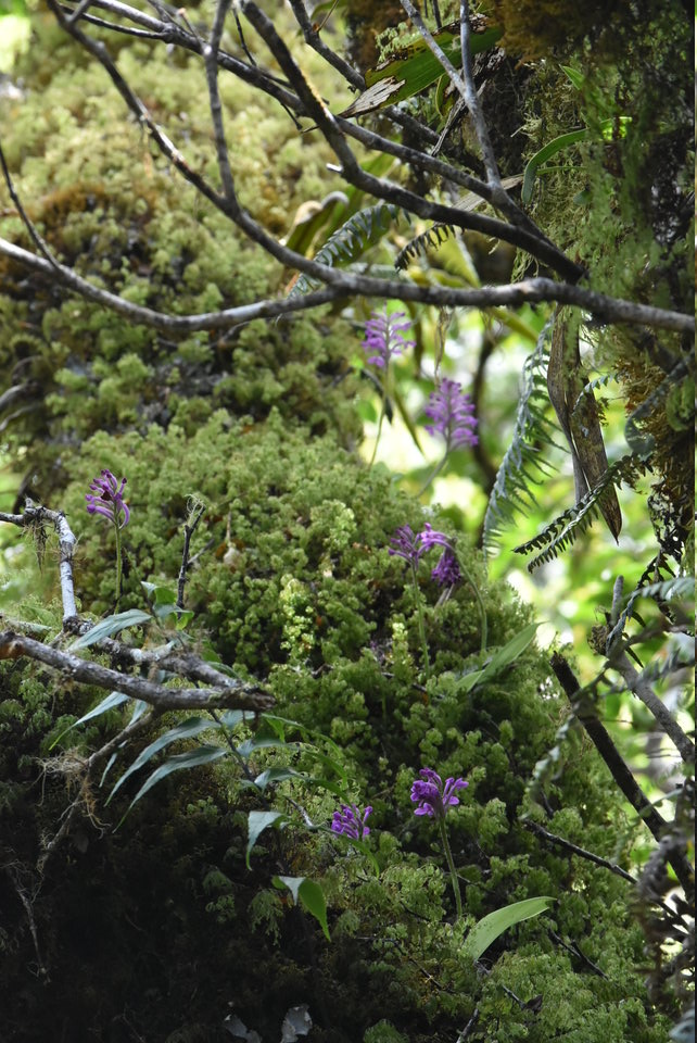 Cynorkis inermis - ORCHIDOIDEAE - Indigène Réunion - MB2_4455