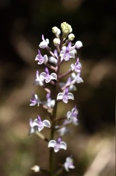Cynorkis ridleyi - ORCHIDOIDEAE - Indigène Réunion - 