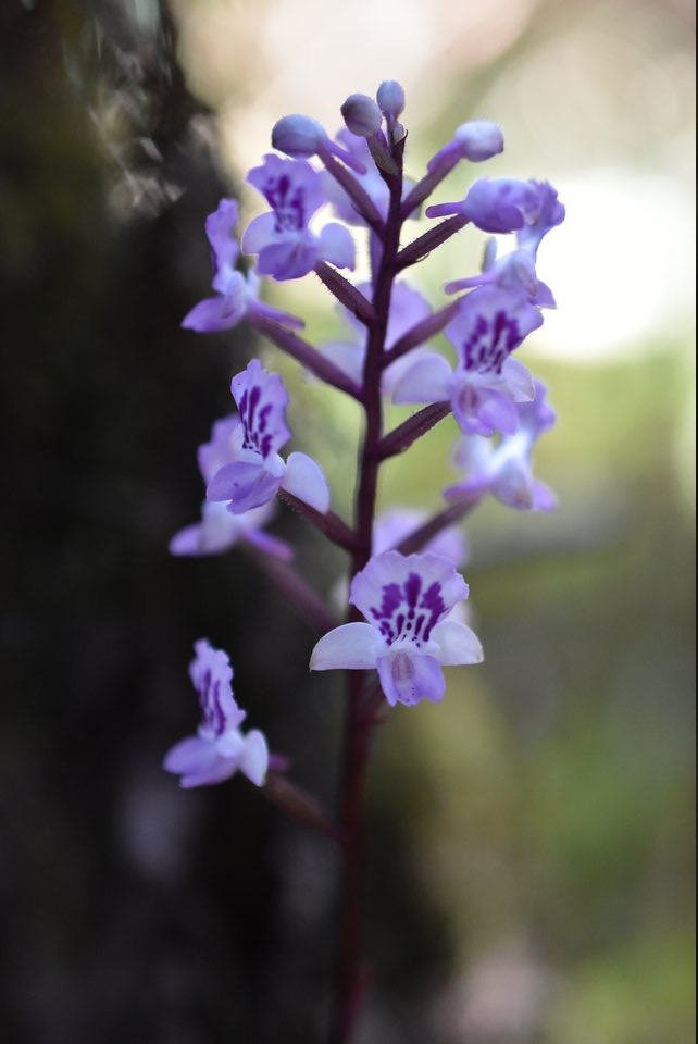 Cynorkis squamosa - ORCHIDOIDEAE - Indigène Réunion - 