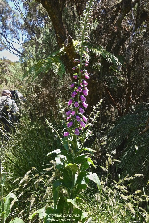 Digitalis purpurea .digitale pourpre.plantaginaceae.espèce envahissante.P1021860