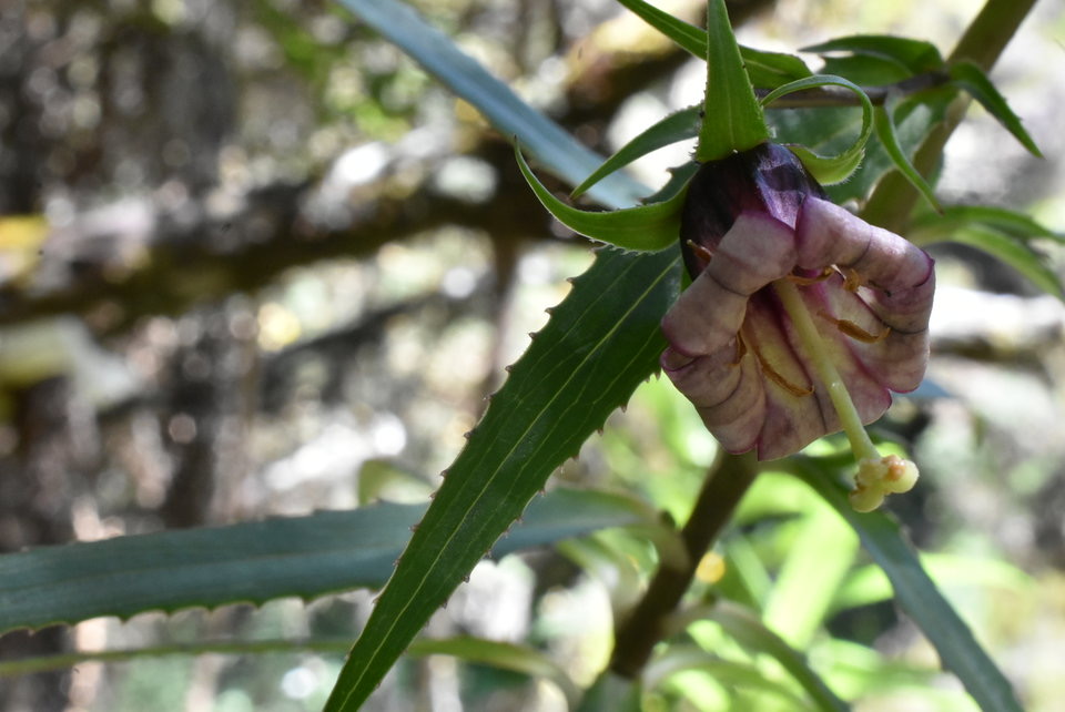 Heterochaenia ensifolia - CAMPANULACEAE - Endémique Réunion - MB2_4383