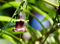 Heterochaenia Ensifolia
