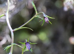 Heterochaenia
