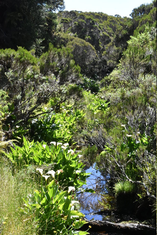 La ravine aux Heterochaenia