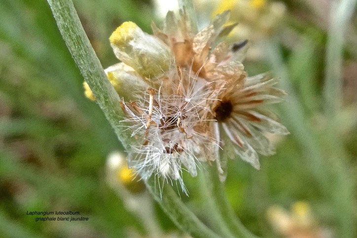 laphangium luteoalbum. gnaphale blanc jaunâtre .asteraceae.potentiellement envahissante.P1022096