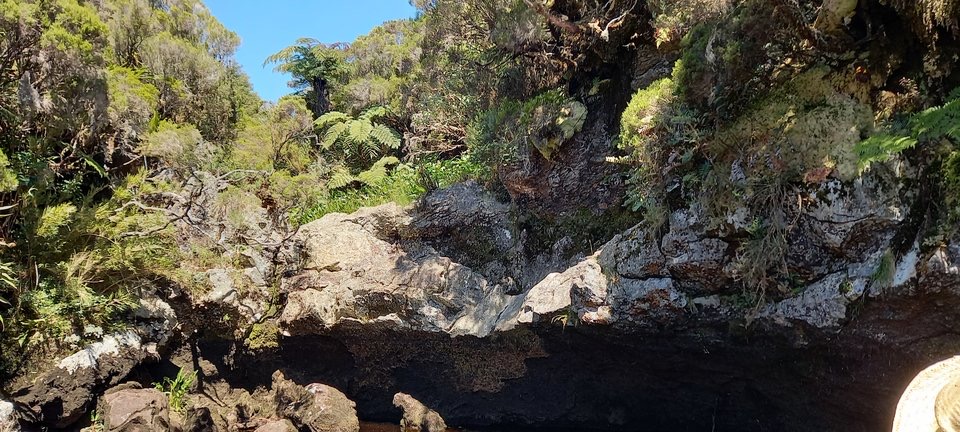 Le bassin aux Heterochaenia