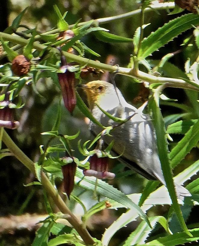 oiseau blanc se délectant. P1021894