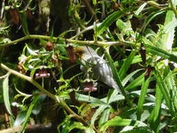 oiseau blanc sur heterochaenia ensifolia