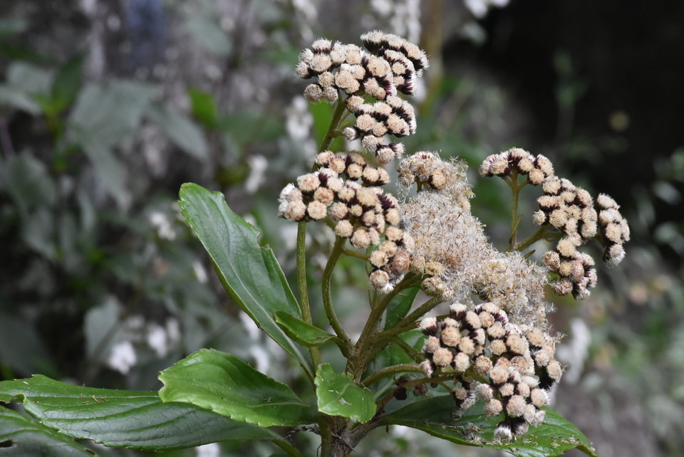 Psiadia boivinii - Tabac marron - ASTERACEAE - Endémique Réunion 
