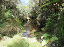 12 Ravine
