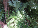 13 Blechnum marginatum - Ø - Blechnaceae - Endémique La Réunion