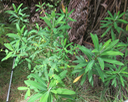 17 ??? Euphorbia borbonica
