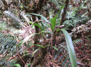 19 ??? Jumellea triquetra- ORCHIDACEAE -