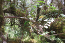 22 ??? Beclardia macrostachya - Orchidée Muguet -  ORCHIDACEAE -i