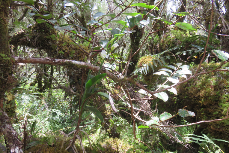 22 ??? Beclardia macrostachya - Orchidée Muguet -  ORCHIDACEAE -i