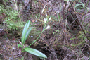 23 ???  Beclardia macrostachya - Orchidée Muguet -  ORCHIDACEAE -i