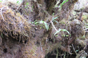 25 ??? Angraecum ondulatum