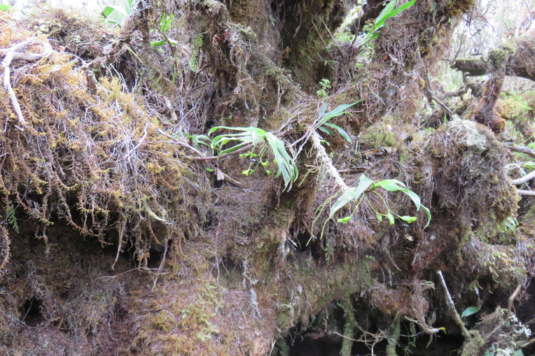25 ??? Angraecum ondulatum