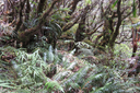 30 Sous-bois aux ??? Blechnum attenuatum  - Fougère plume - BLECHNACEAE