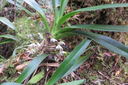 31 Jumellea triquetra- ORCHIDACEAE -