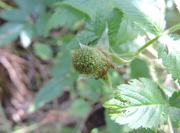 4 Framboise 
